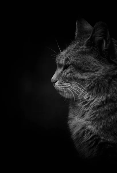 Chat sauvage sur un fond noir — Photo