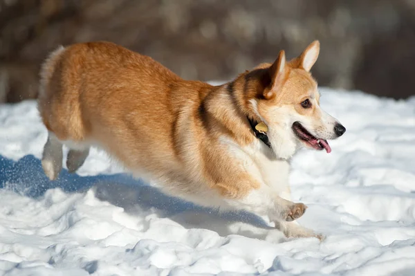 Welsh corgi chasing someone — Stock Photo, Image