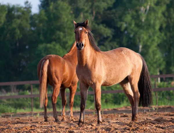 Beaux chevaux au coucher du soleil, été — Photo