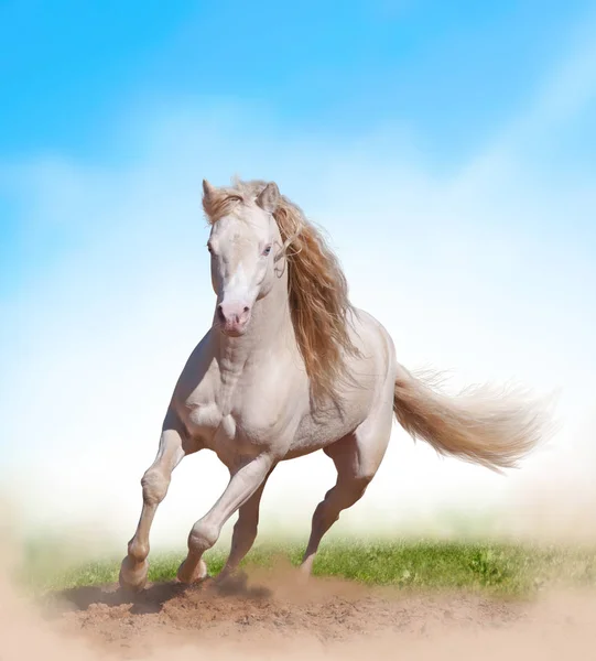 Молодий валлійський поні з довгим маневром влітку — стокове фото