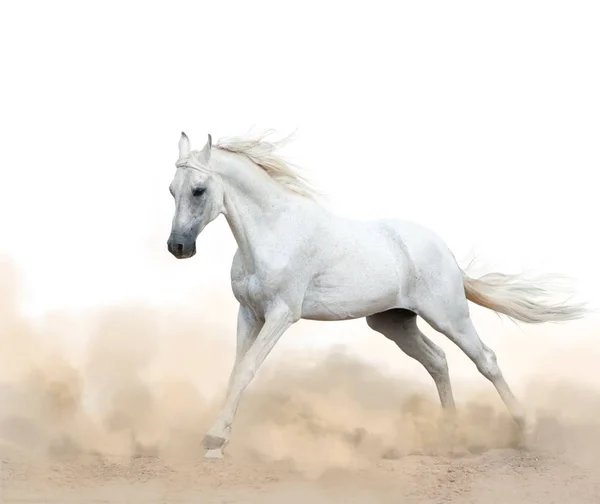 Белый арабский жеребец, бегущий в пыли — стоковое фото
