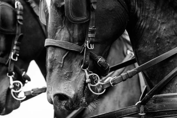 Horses in carriage close up — Stock Photo, Image
