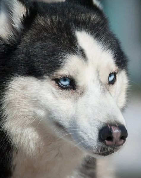 Szibériai husky portréja — Stock Fotó