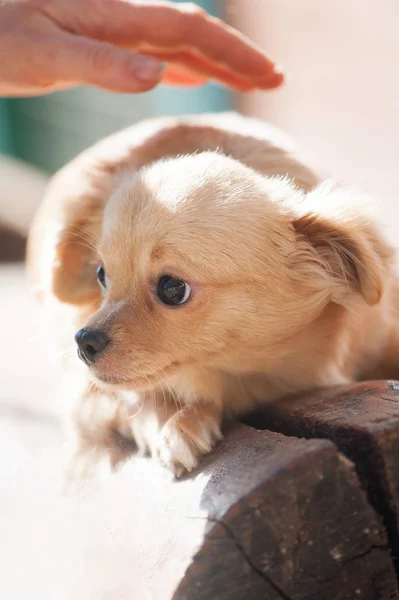 Cuidar de um cão — Fotografia de Stock