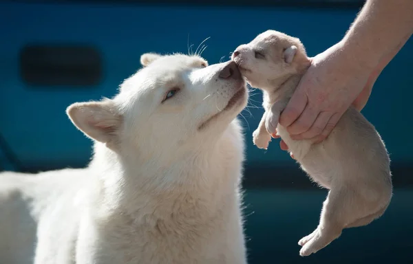 Husky Anya gyermekével — Stock Fotó