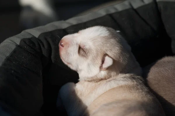 Cute baby husky, mrożące krew w żyłach pod słońcem — Zdjęcie stockowe