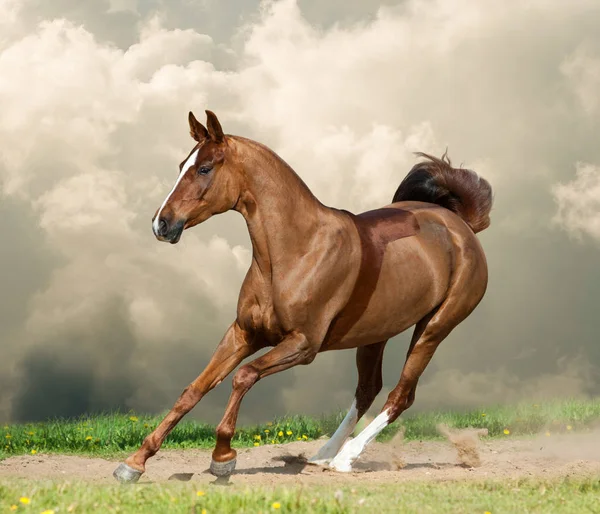 Young saddle horse — Stock Photo, Image