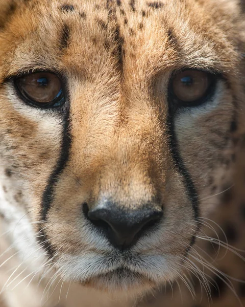 Портрет гепарда крупным планом — стоковое фото