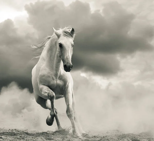 Andalusisk hingst kör under stormig himmel — Stockfoto