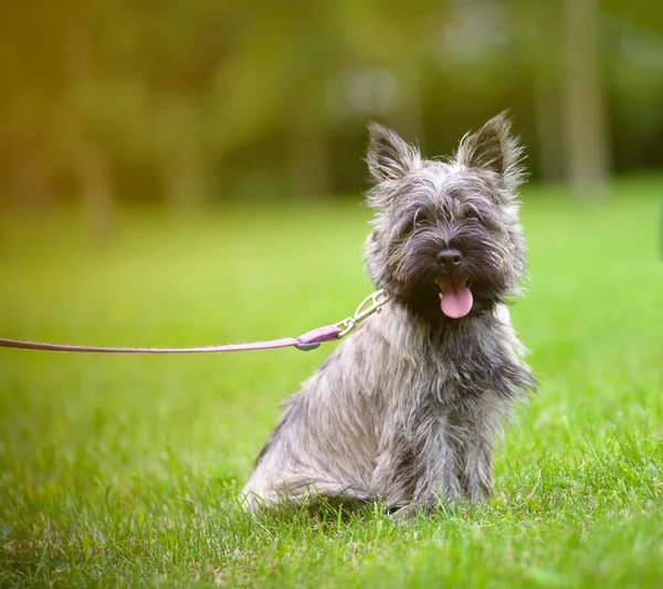 Cairn terrier sur une promenade — Photo