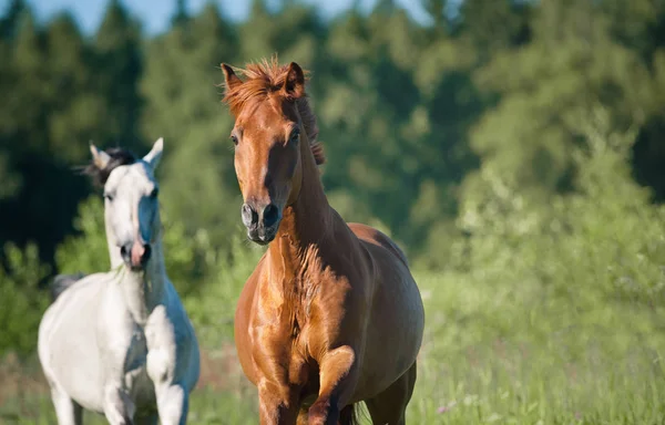 Horses on freedom in forest — Stock Photo, Image
