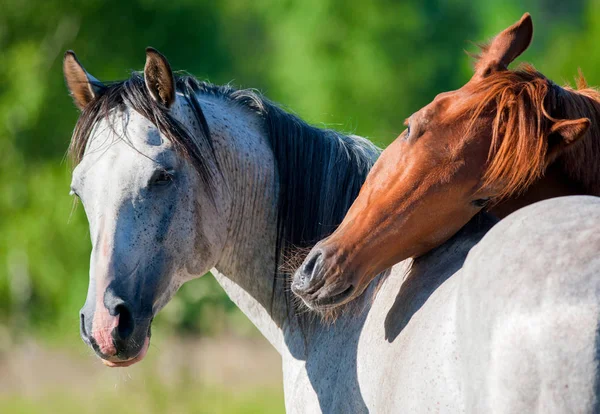 Paarden in de zomer — Stockfoto