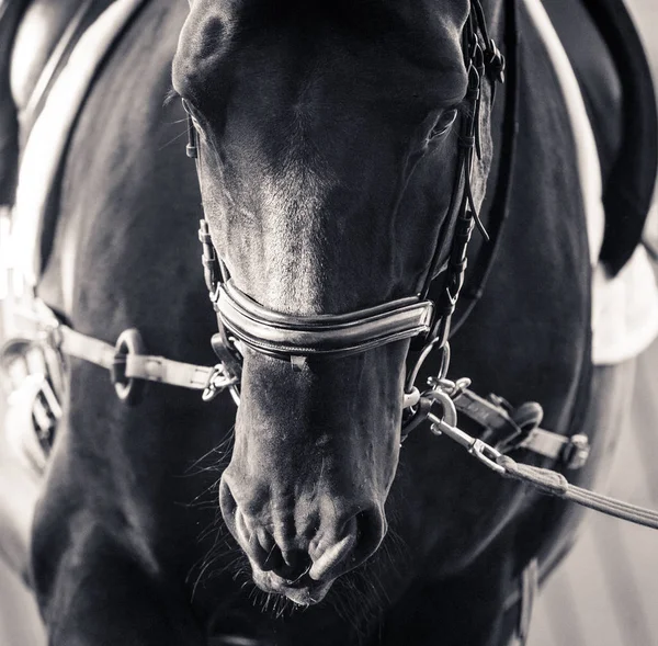 Paard op opleiding closeup — Stockfoto