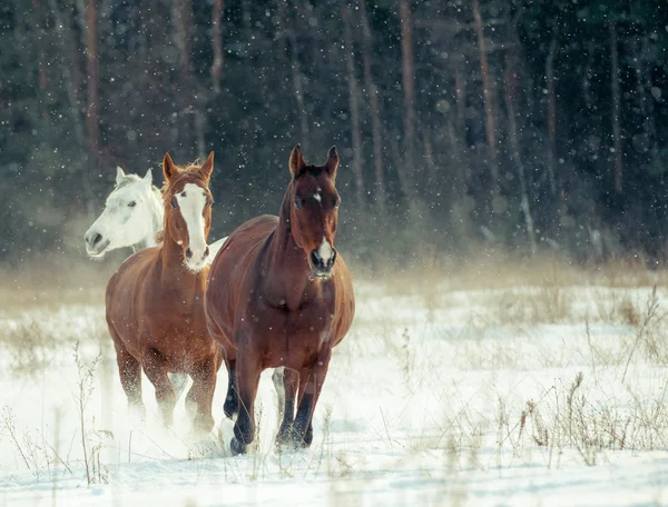 Mandrie di cavalli in inverno — Foto Stock