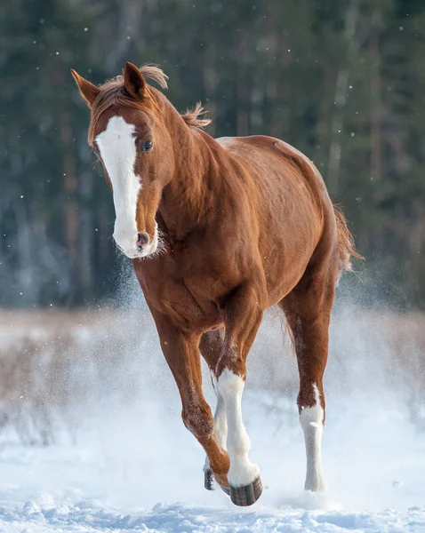 Caballo castaño corriendo en invierno — Foto de Stock