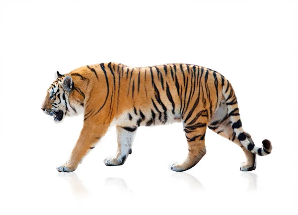 Tigre de Bengala caminando, aislado sobre un fondo blanco — Foto de Stock