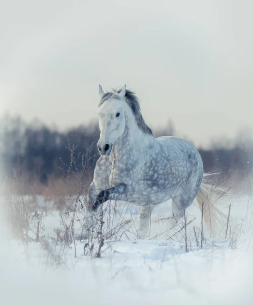 Bella dapple grigio orlov trottter — Foto Stock