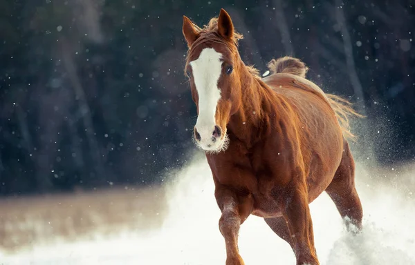 Kaštanový kůň běží ve sněhu — Stock fotografie