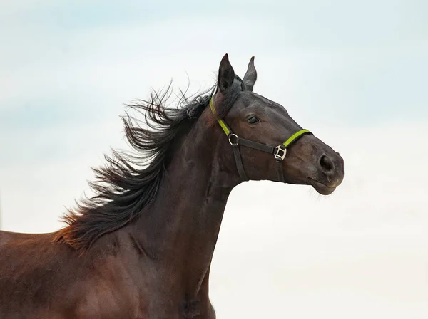 Portret van de jonge rasechte paard — Stockfoto