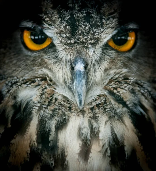 Eagle owl portrait closeup — Stock Photo, Image