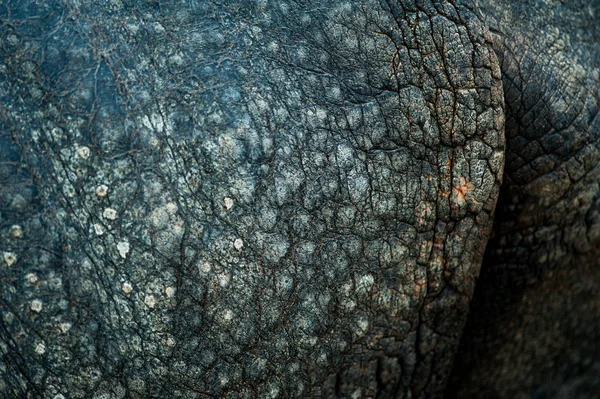 Rhino skin texture — Stock Photo, Image