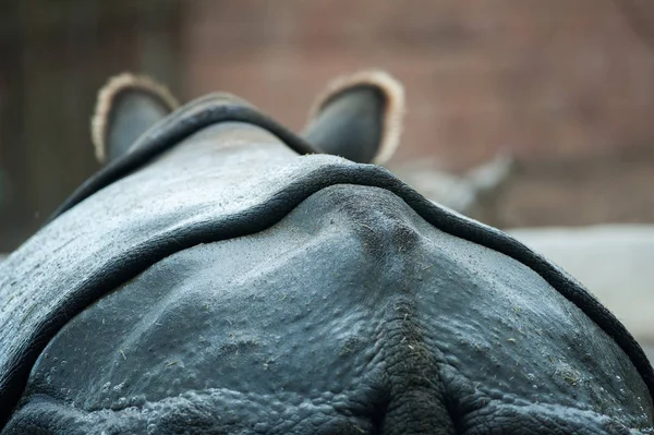 Rhino terug closeup — Stockfoto
