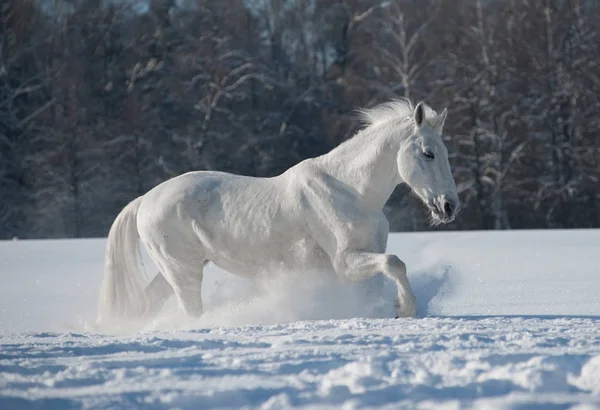 Vita hästen i vit snö — Stockfoto