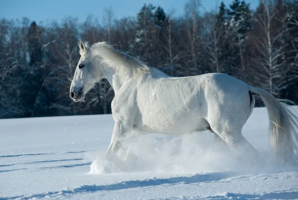 White horse Orlov trotter — Stok fotoğraf