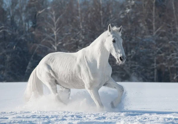 Trotteur orlov blanc — Photo