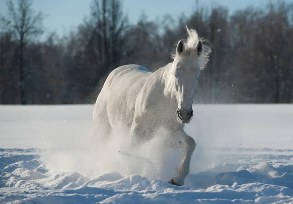 Beautiful white horse in snow — Stock Photo, Image