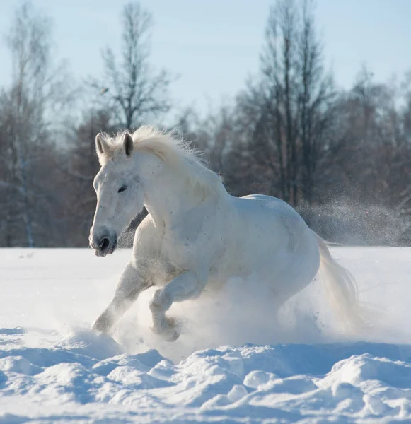 Cheval neigeux par temps neigeux — Photo