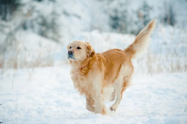 Running dog in het winter forest — Stockfoto