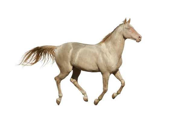 Cremello stallion galloping — Stock Photo, Image