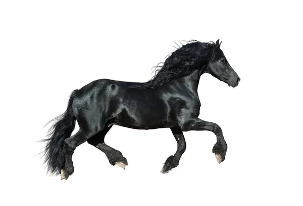 Frisian stallion white background — Stock Photo, Image