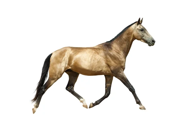 Golden stallion trotting — Stock Photo, Image
