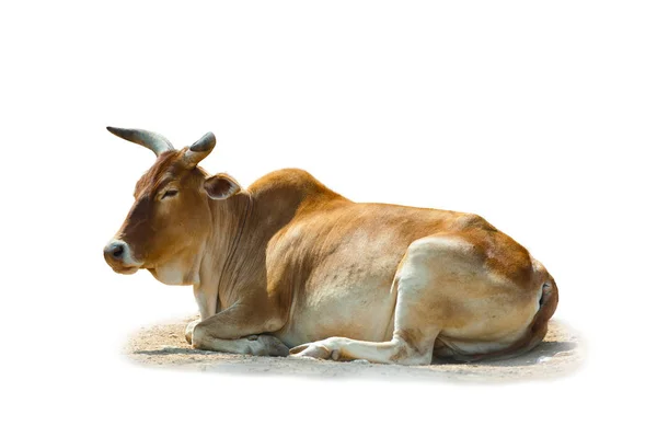 Zeboe stier geïsoleerd — Stockfoto