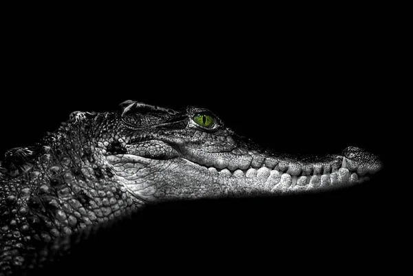 Крокодил: портрет на черном — стоковое фото