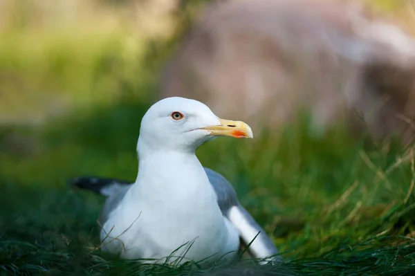 Seagull resting in daytime — Stock Photo, Image