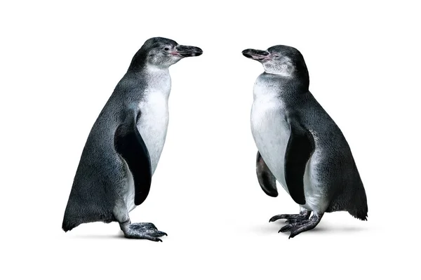 Pinguins africanos isolados — Fotografia de Stock