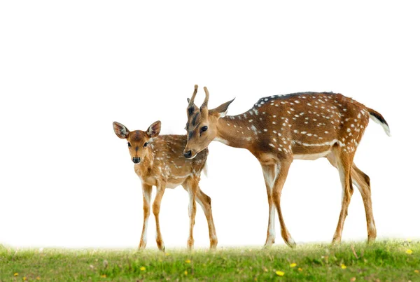 Young axis deers Royalty Free Stock Photos