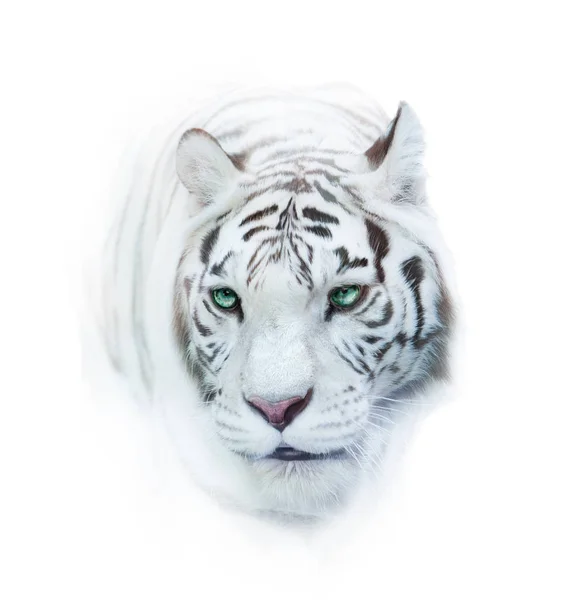 Whie tiger portrait over a white — Stock Photo, Image