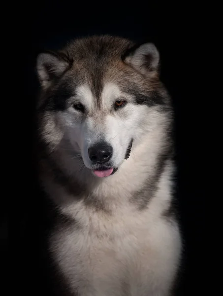 Retrato de malamut de Alaska — Foto de Stock