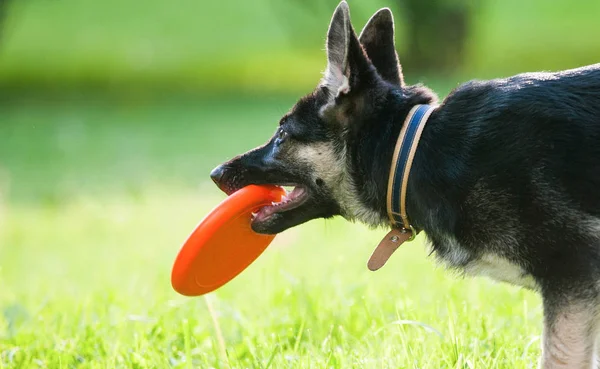 Pastor cachorro con disco de frisbie —  Fotos de Stock