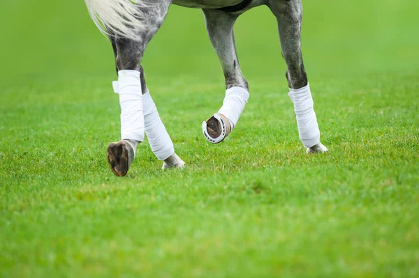 灰色の馬に馬場馬術レッスン — ストック写真
