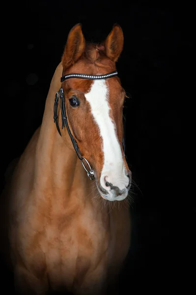 美丽的马的肖像 — 图库照片
