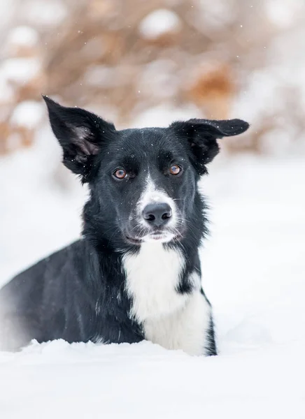 かわいいボーダー ・ コリー犬の肖像画 — ストック写真