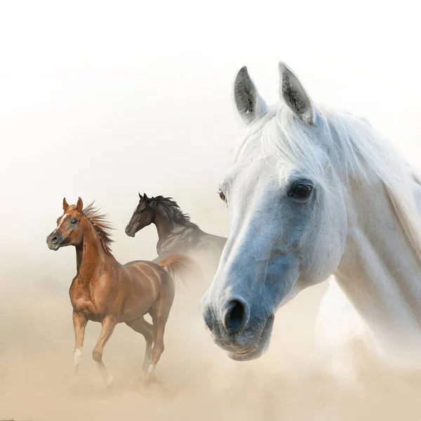 Paarden concept — Stockfoto