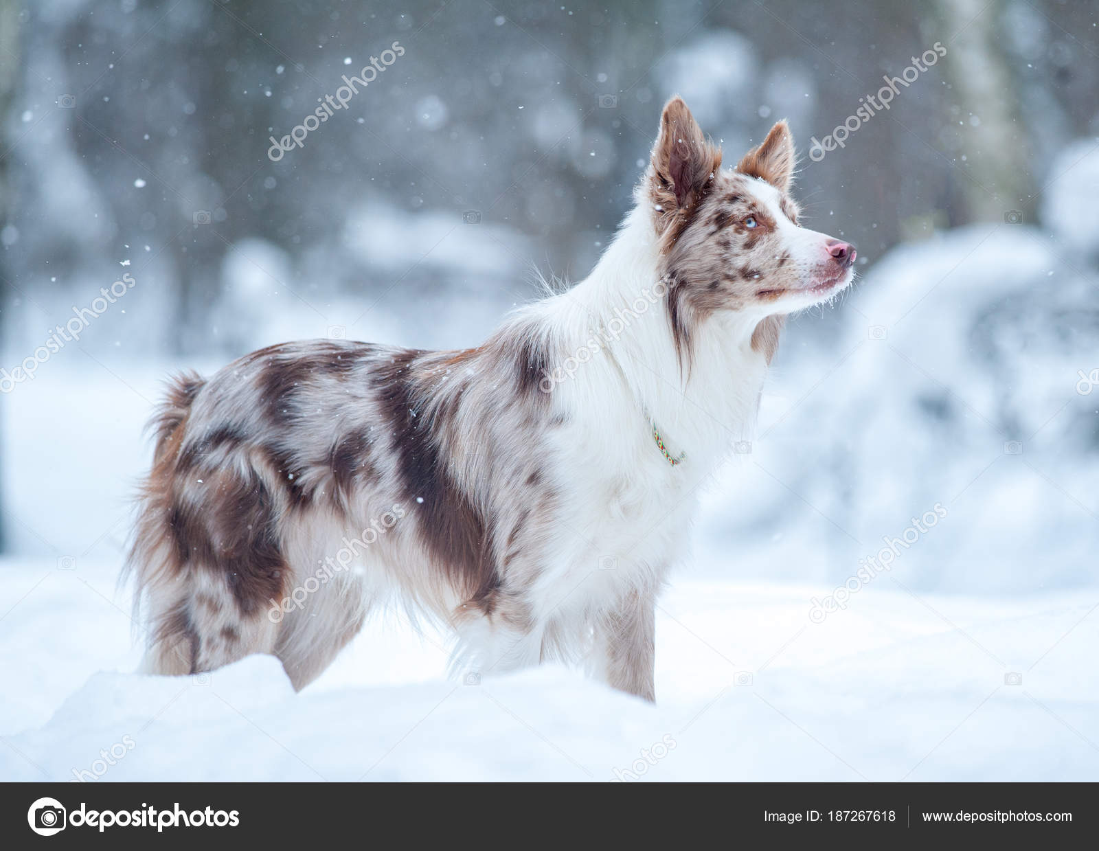Černá aussie kočička