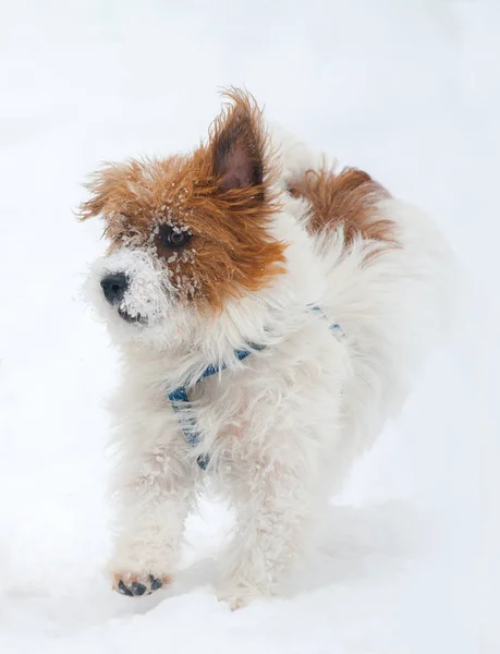 Jack russel Terriër uitgevoerd — Stockfoto