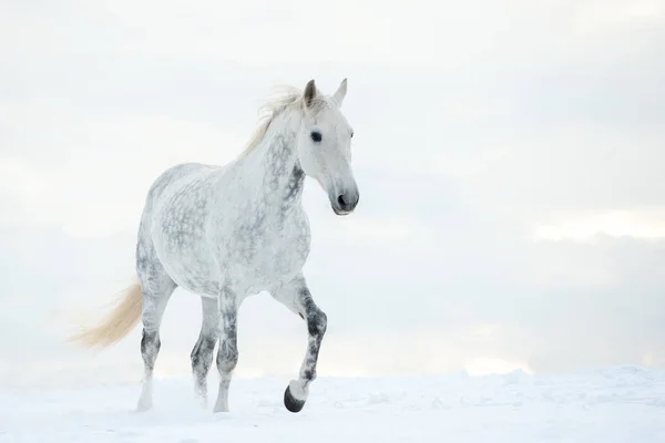 Caballo gris manzana en invierno — Foto de Stock